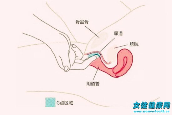 女人G点A点U点位置图解 女人哪个地方一摸就湿